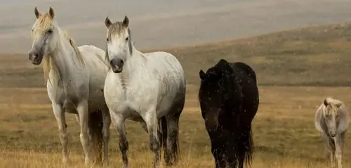 COMO JÁ HOUVE EM RORAIMA - O país europeu onde cavalos correm livres